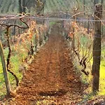 Cascina Degli Ulivi *