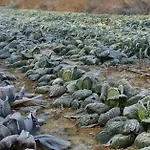 Cascina Degli Ulivi Farmház *