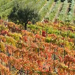 Cascina Degli Ulivi *