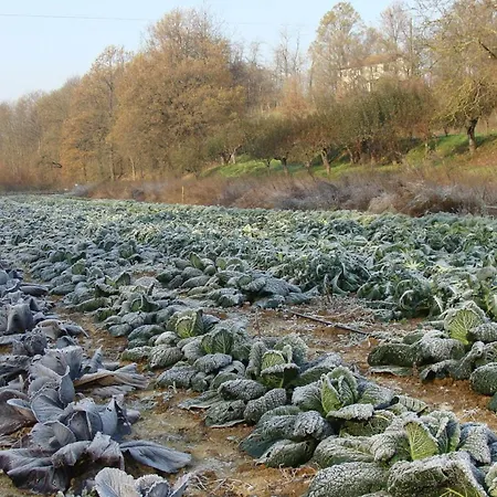 Κατάλυμα σε φάρμα Cascina Degli Ulivi Νόβι Λίγκουρε