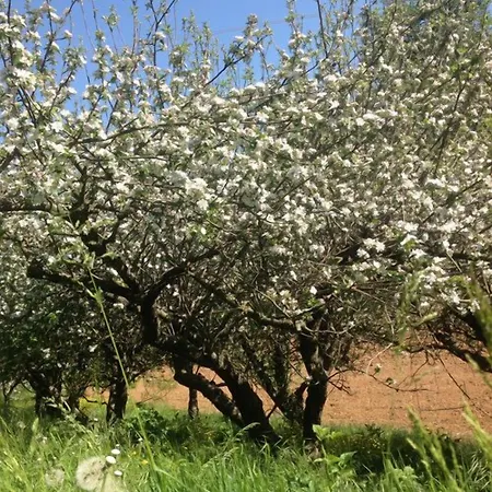 Cascina Degli Ulivi ノーヴィ・リーグレ