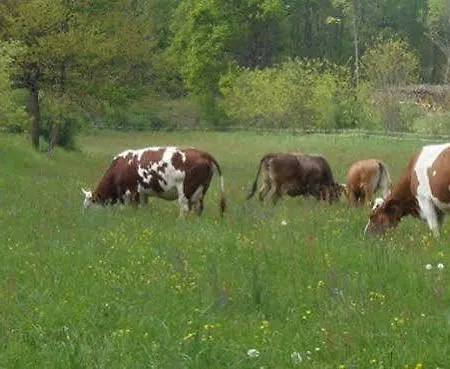 Gospodarstwo agroturystyczne Cascina Degli Ulivi *