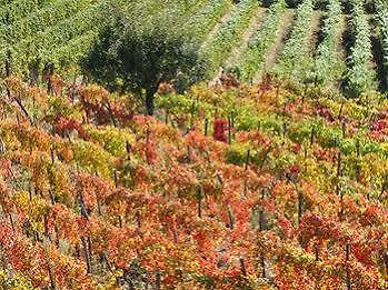 Agriturismo Cascina Degli Ulivi Farm stay *