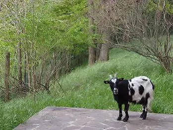 Cascina Degli Ulivi Gospodarstwo agroturystyczne *