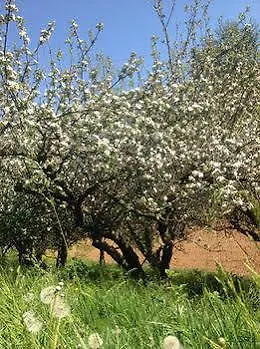 Agriturismo Cascina Degli Ulivi *