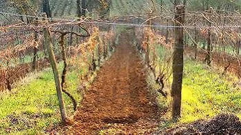 Cascina Degli Ulivi * Novi Ligure