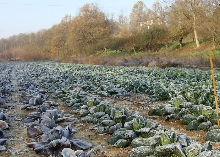 Çiftlik konaklama Cascina Degli Ulivi Novi Ligure