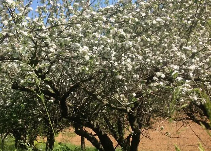 Cascina Degli Ulivi Novi Ligure