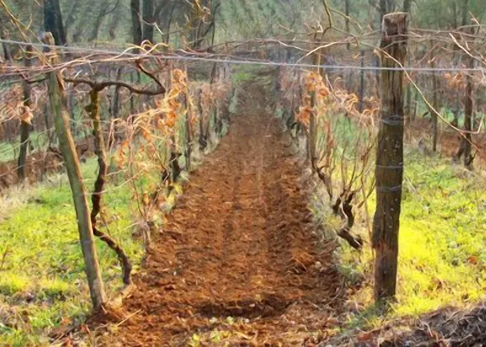 Cascina Degli Ulivi *