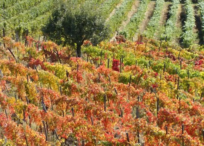 Cascina Degli Ulivi *