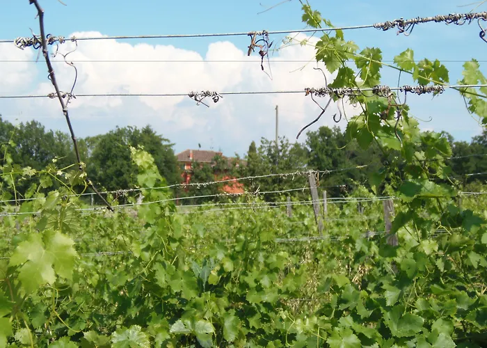 Cascina Degli Ulivi